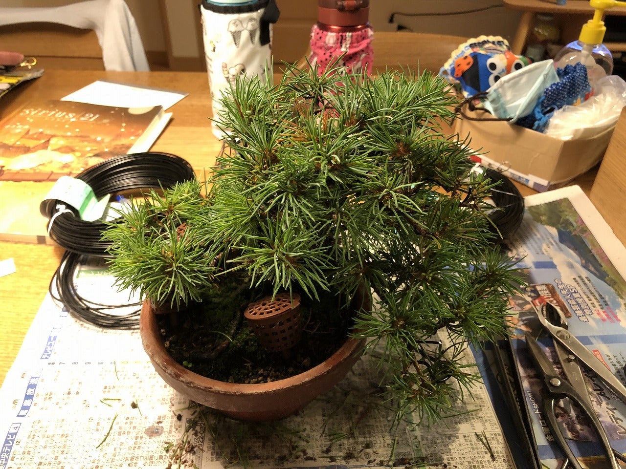 吾妻五葉松(大巓性)の葉透かし | Vintage Bonsai 〜盆栽&北欧 吾妻五葉松(大巓性)の葉透かし | Vintage Bonsai 〜盆栽&北欧