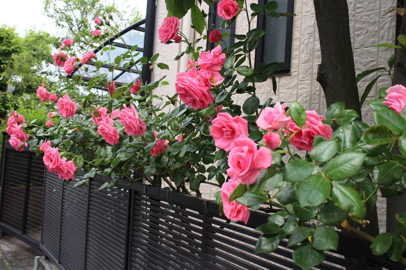 つるバラの魅力は鉢植えでも楽しめます 名古屋のバラ苗専門店ローズセクションのブログ