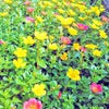 ☺ほどほどに☺の画像