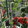 ベランダ菜園　トマト　オクラの画像