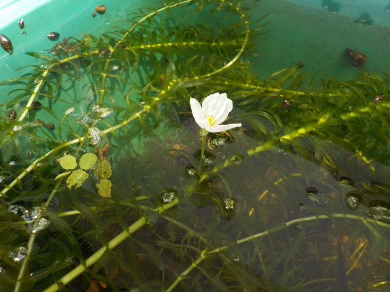 アナカリスの花 って咲くんですね 海野六郎のブログ