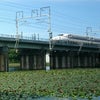 新幹線とスイレンと十九女池の画像