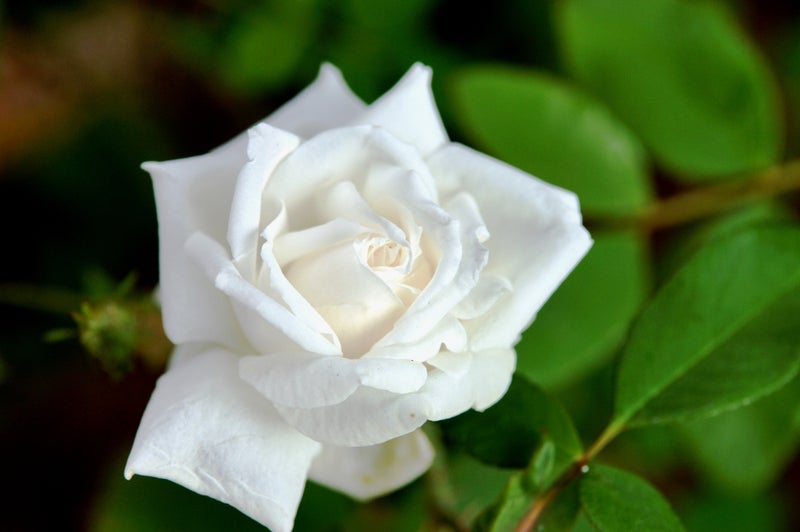誕生花 7月17日 白いバラの花言葉 オリジナルなプレゼントがつくれる山本彩代のフラワーアレンジメント教室