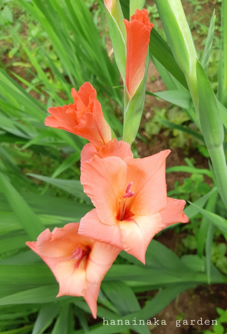 ご確認用 我が家のお花達 グラジオラスなどグラジオラス (ケア, 特徴 