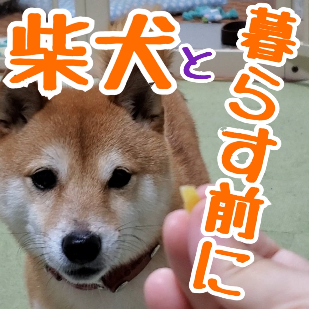 柴犬を飼う前に知ってほしいこと 豆柴よいちの飼い主は心配性