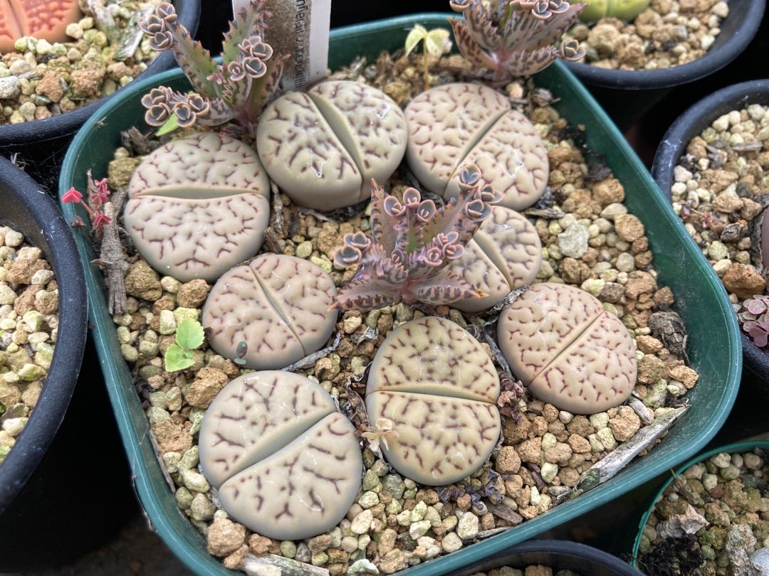 リトープス | サボテン、多肉植物栽培日記 リトープス | サボテン、多肉植物栽培日記
