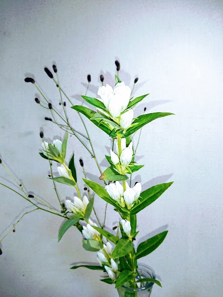 白リンドウのお花と吾亦紅の花が新鮮 Machaniiのブログ