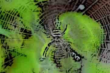 狂猫の蜘蛛の巣 ひょうたん鯰
