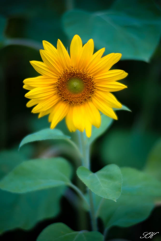 TOKINA AT-X 60-120mm F2.8（AT-X120) | SKの寫眞機道楽