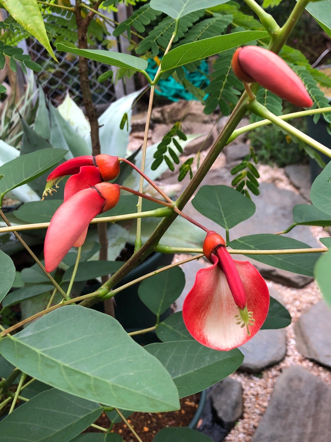 コタブロ日記 多肉植物・ヤシ・蘇鉄・猫好き集まれ~!! アメリカデイゴの浜のあけぼのに花が咲きました。