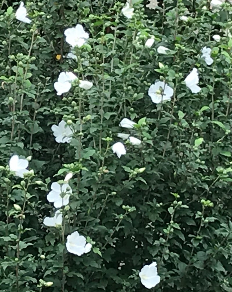 白のムクゲ 庭の花と時々ニャンコ