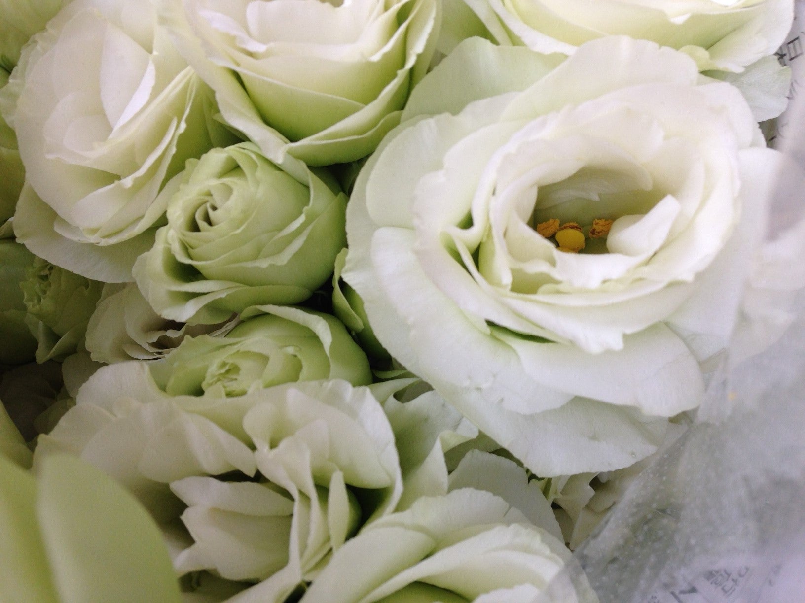誕生花 7月30日 白いトルコキキョウの花言葉 オリジナルなプレゼントがつくれる山本彩代のフラワーアレンジメント教室