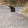 午前5時46分黒猫に遭遇の画像