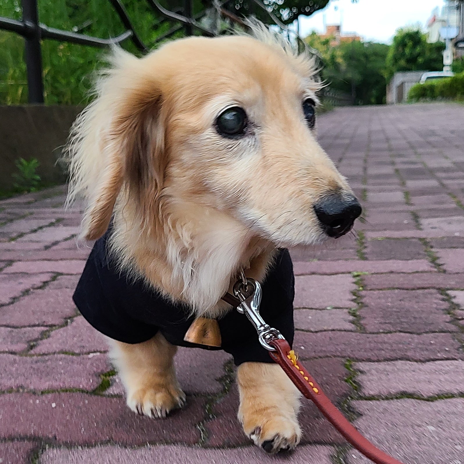 ハンドメイド 犬用 術後服の代わりにキャミソール 全盲の犬と暮らす