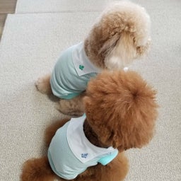 画像 夏にピッタリ　セーラーカラーのわんこ服 の記事より 3つ目