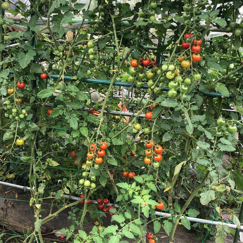 ミニトマトは放任栽培です プリメロ菜園通信