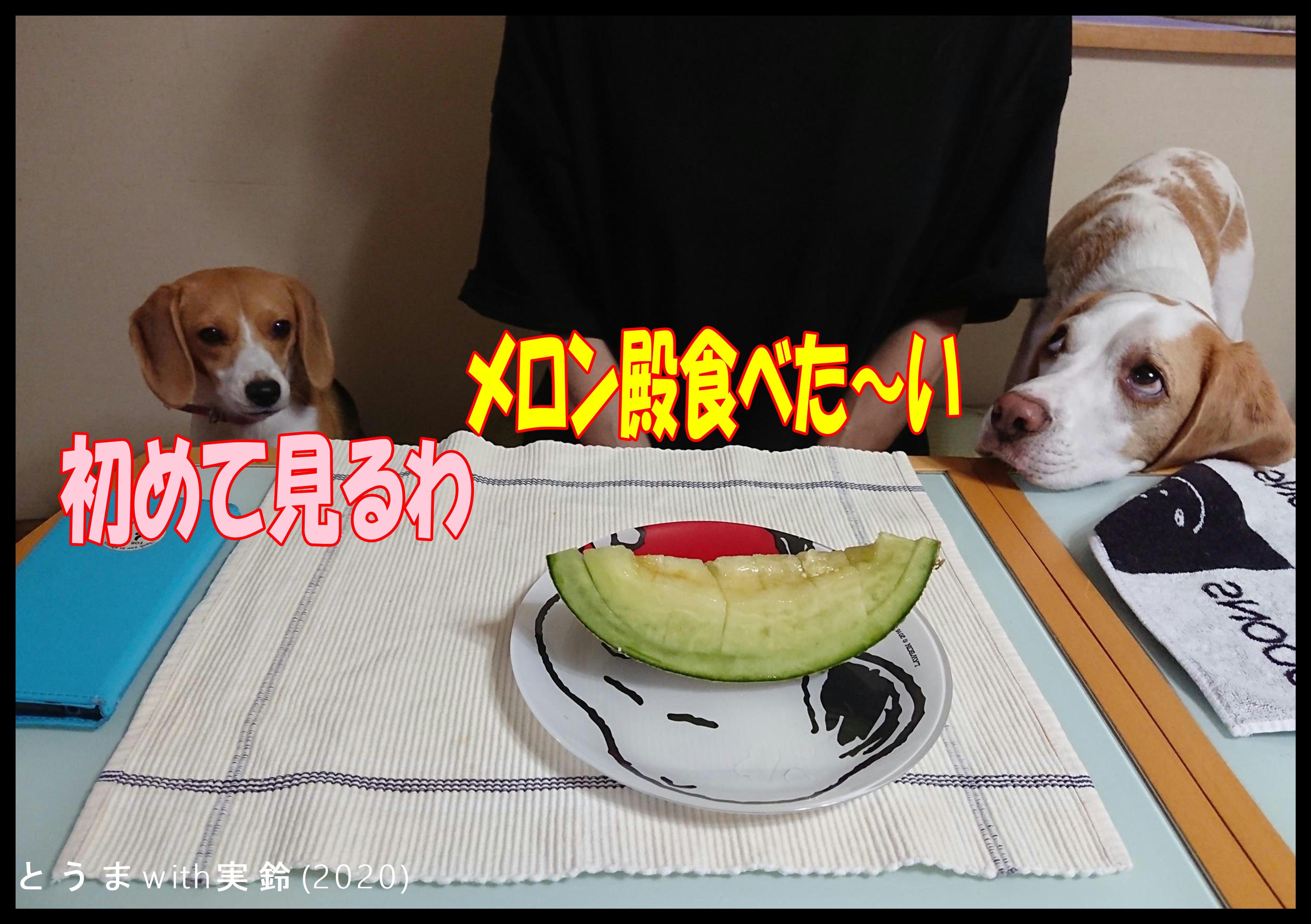 食べ れる メロン 犬