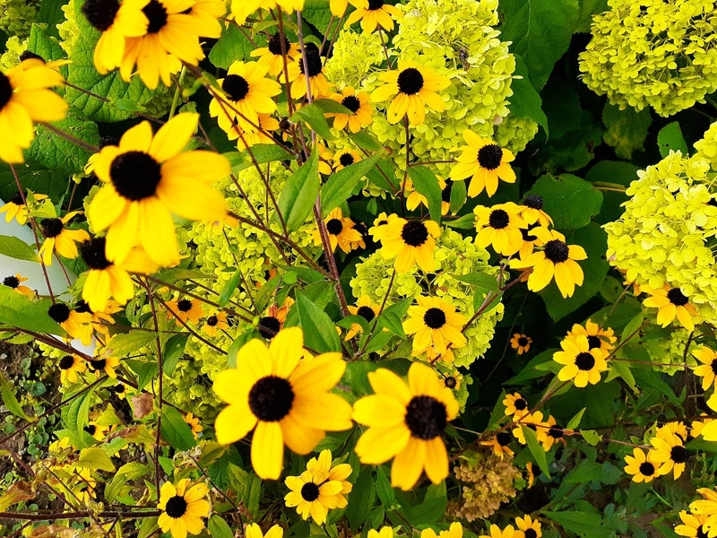 夏 月 黄色い花 さかいわ珈琲