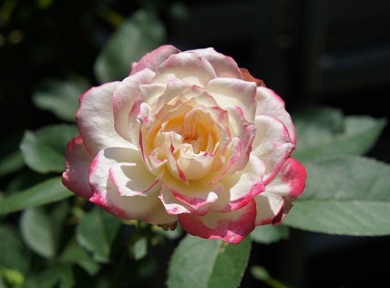 バラを秋に咲かせる夏越しのコツ エンドレス剪定の話 ママの薔薇のブログ