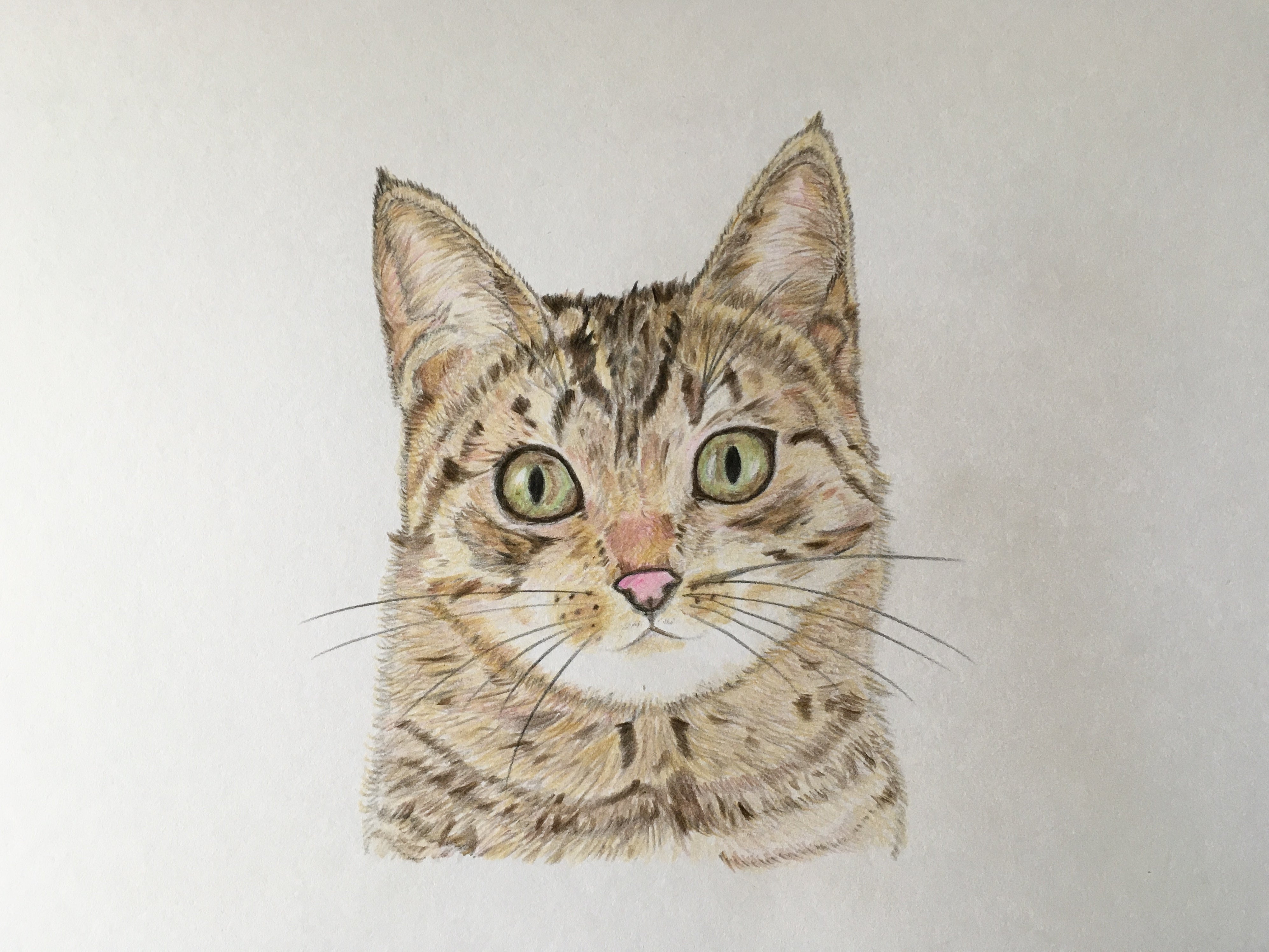 ネコのリアル色鉛筆画2作品目 29歳からの挑戦 看護と音楽と