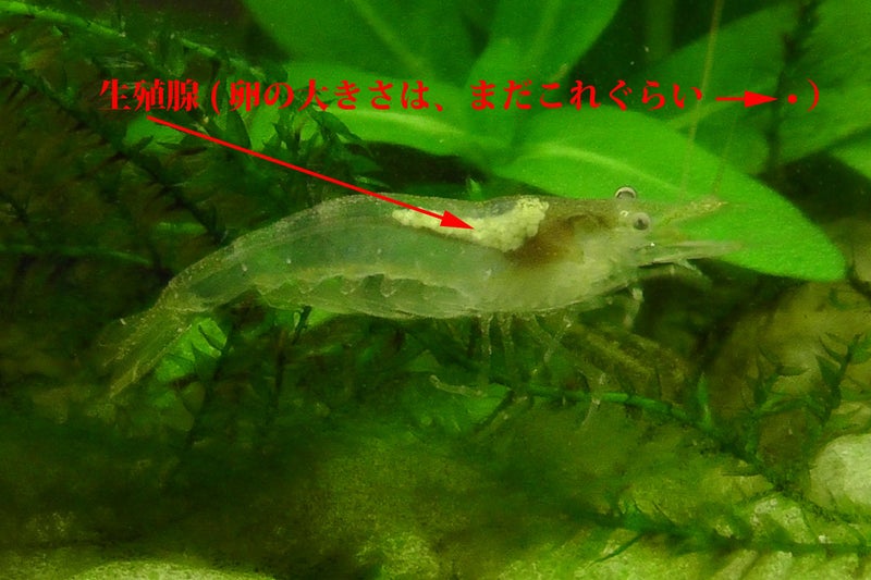 ミナミヌマエビの孵化リベンジ その2 超小型オーバーフロー水槽 オブロン のブログ