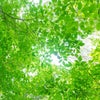 自分が創りたい未来は自分次第★　希望の樹　栃木の画像
