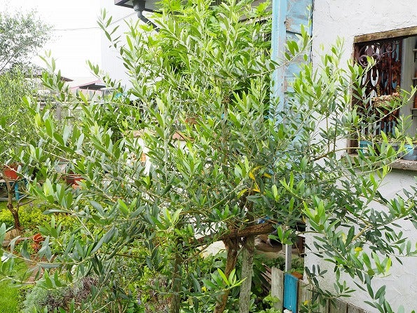 オリーブ ネバディロブランコの夏季剪定 Olive Succulentgarden