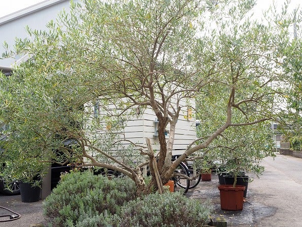 オリーブ ネバディロブランコの夏季剪定 Olivegardening With Succulent