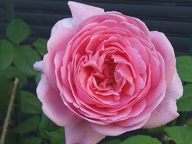 真夏に咲き続けるバラ 日陰のローズポンパドゥール クロードモネ フランシスデュブリュイ など 私のバラに逢いたくて