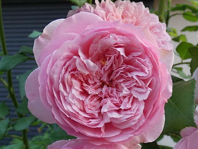 真夏に咲き続けるバラ 日陰のローズポンパドゥール クロードモネ フランシスデュブリュイ など 私のバラに逢いたくて