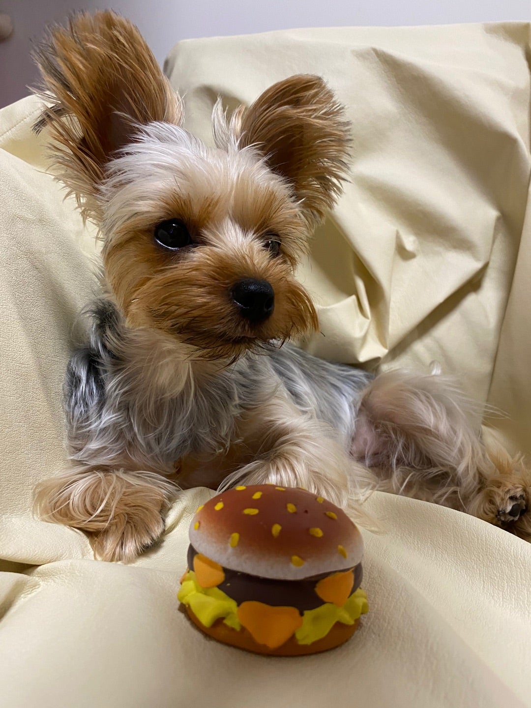 コロナ休み明け 犬と林檎と