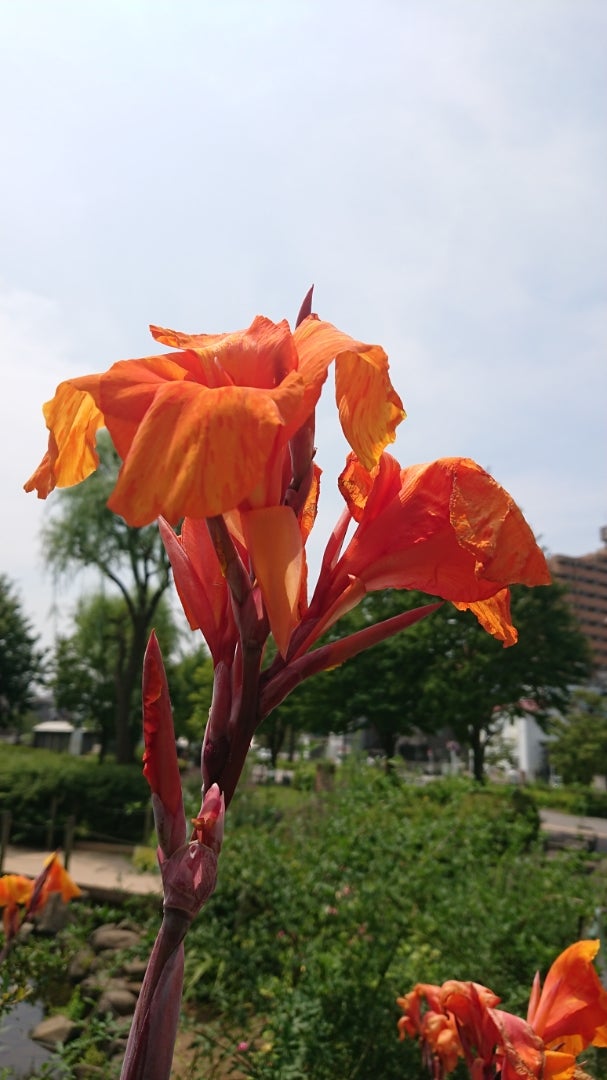 カンナ 季節の花と花言葉 Kensan 0427さんのﾌﾞﾛｸﾞ