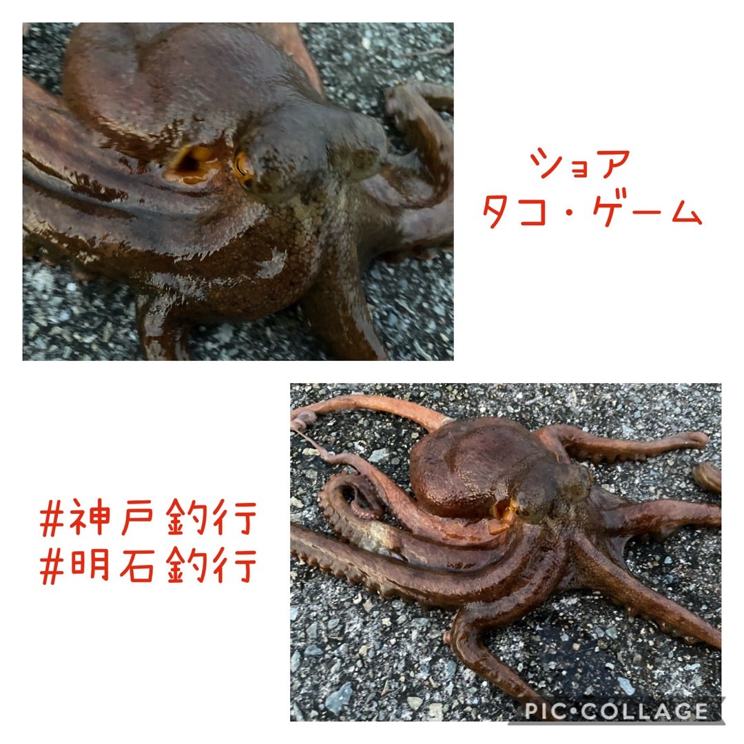 08 06 タコ訓練 大阪 神戸 明石 Wildboar ボアの釣りブログ