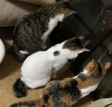 ３姉弟と私の記事画像