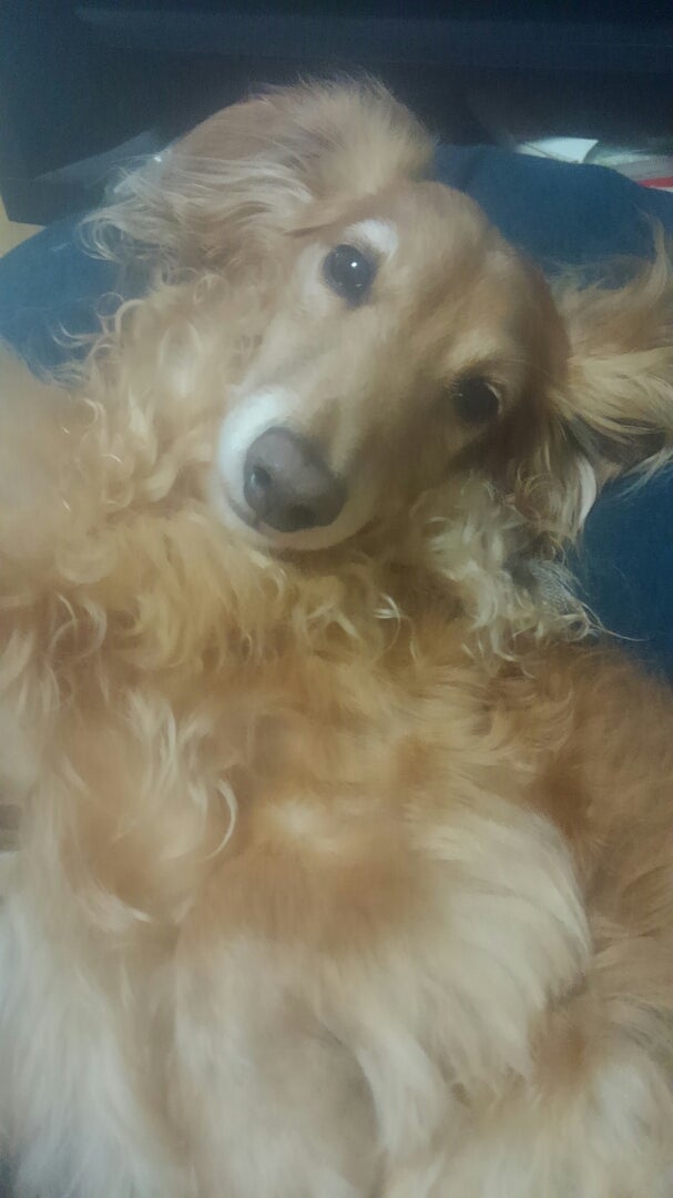 犬と寝る 同じ月をみてる