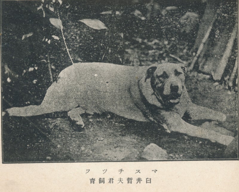 闘犬の話 その1 近代日本の闘犬界 帝國ノ犬達