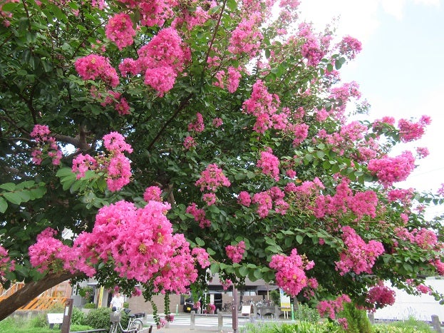 色鮮やかに咲くサルスベリの花 花つむぎ教室のブログ