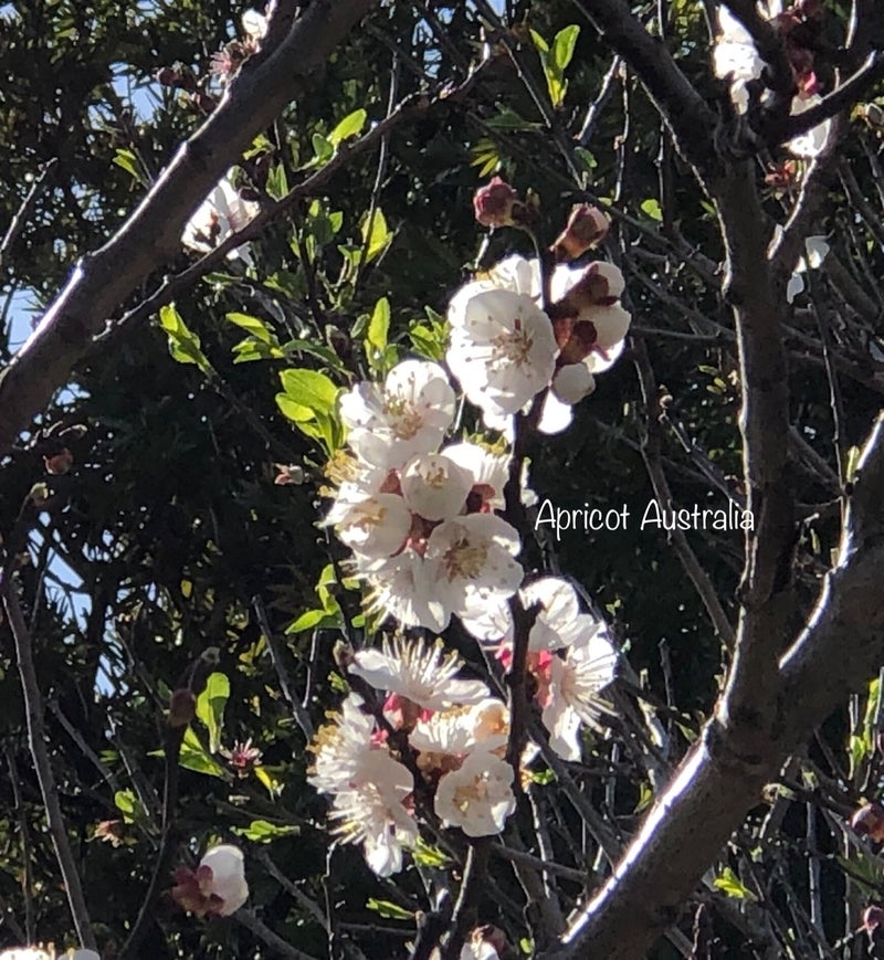 春になりアプリコットの花が咲き始める アプリコットのオーストラリアに魅せられて