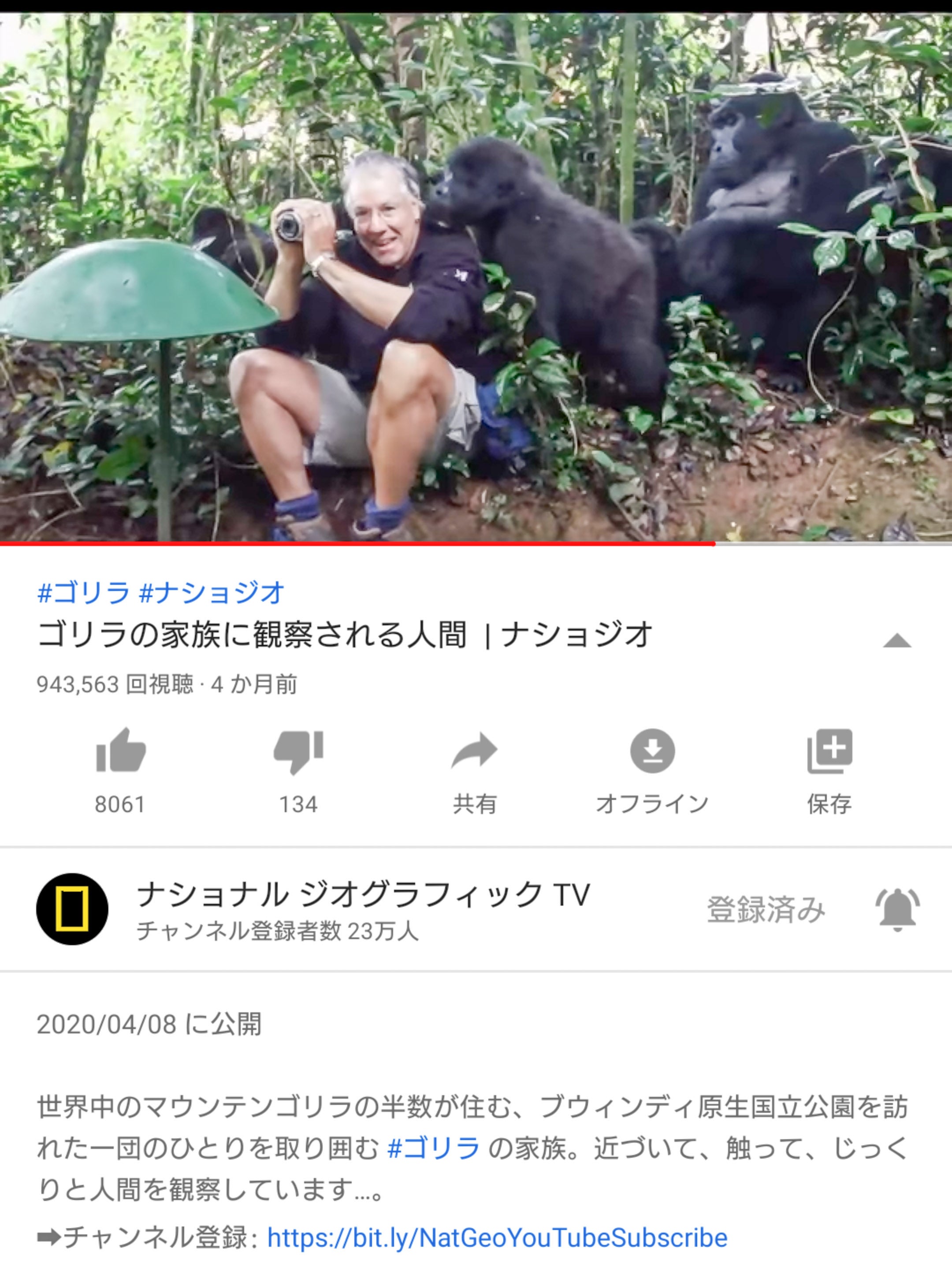 一休み 今度は マウンテンゴリラ 七 百八つ では ぽーポォ したりない