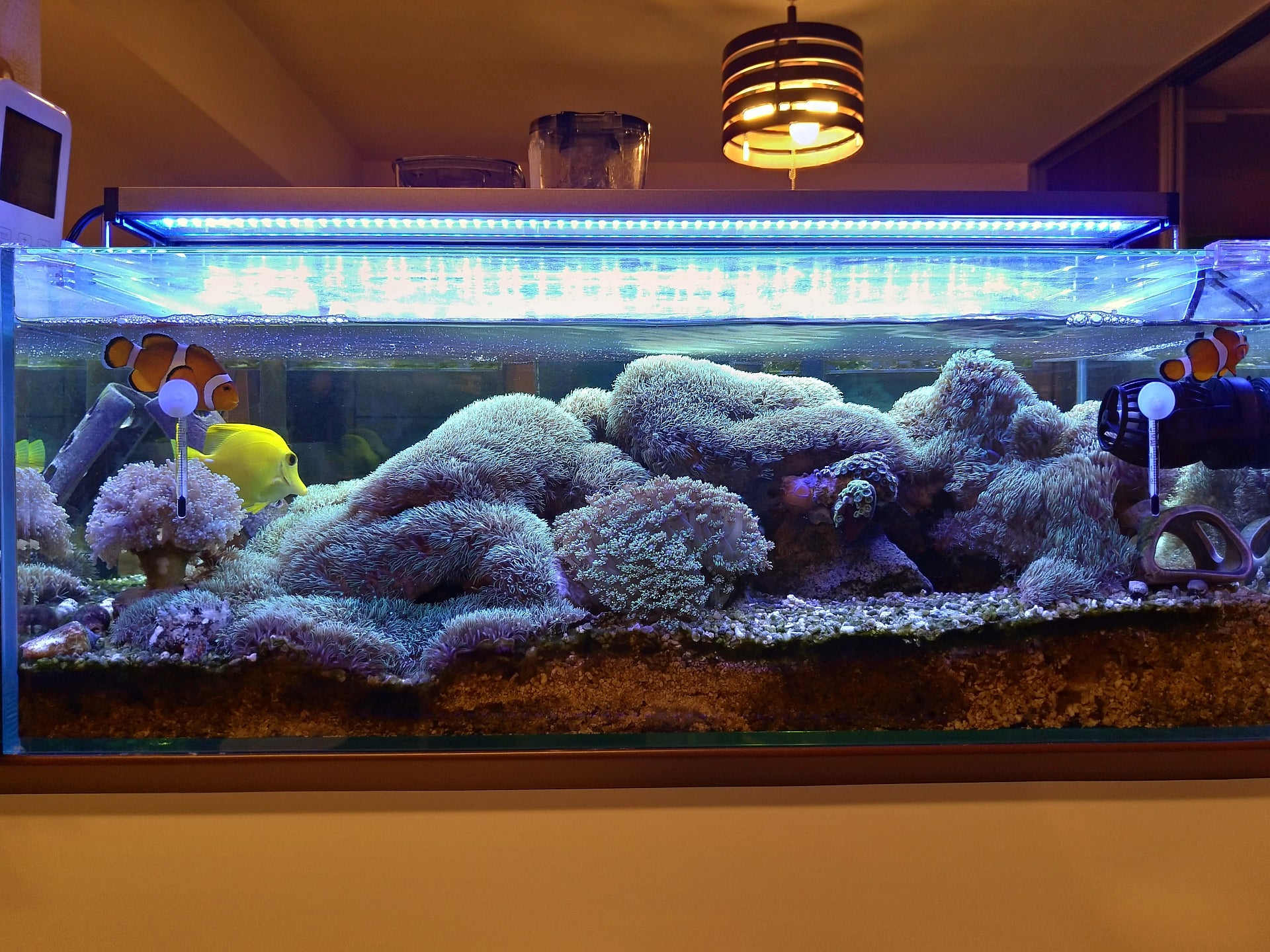 2310円 憧れの ナガレハナサンゴ B-2601 海水魚 サンゴ 生体