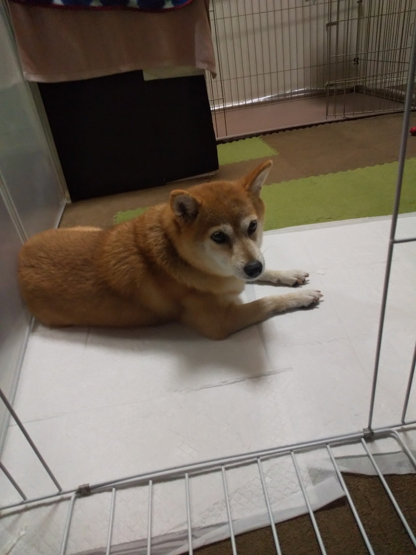 まめの寝言 保護犬の里親になるブログ