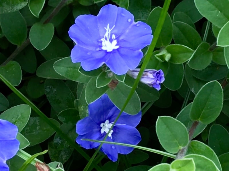 青い花 アメリカンブルー 初めての昆虫でした Love Rain3のブログ