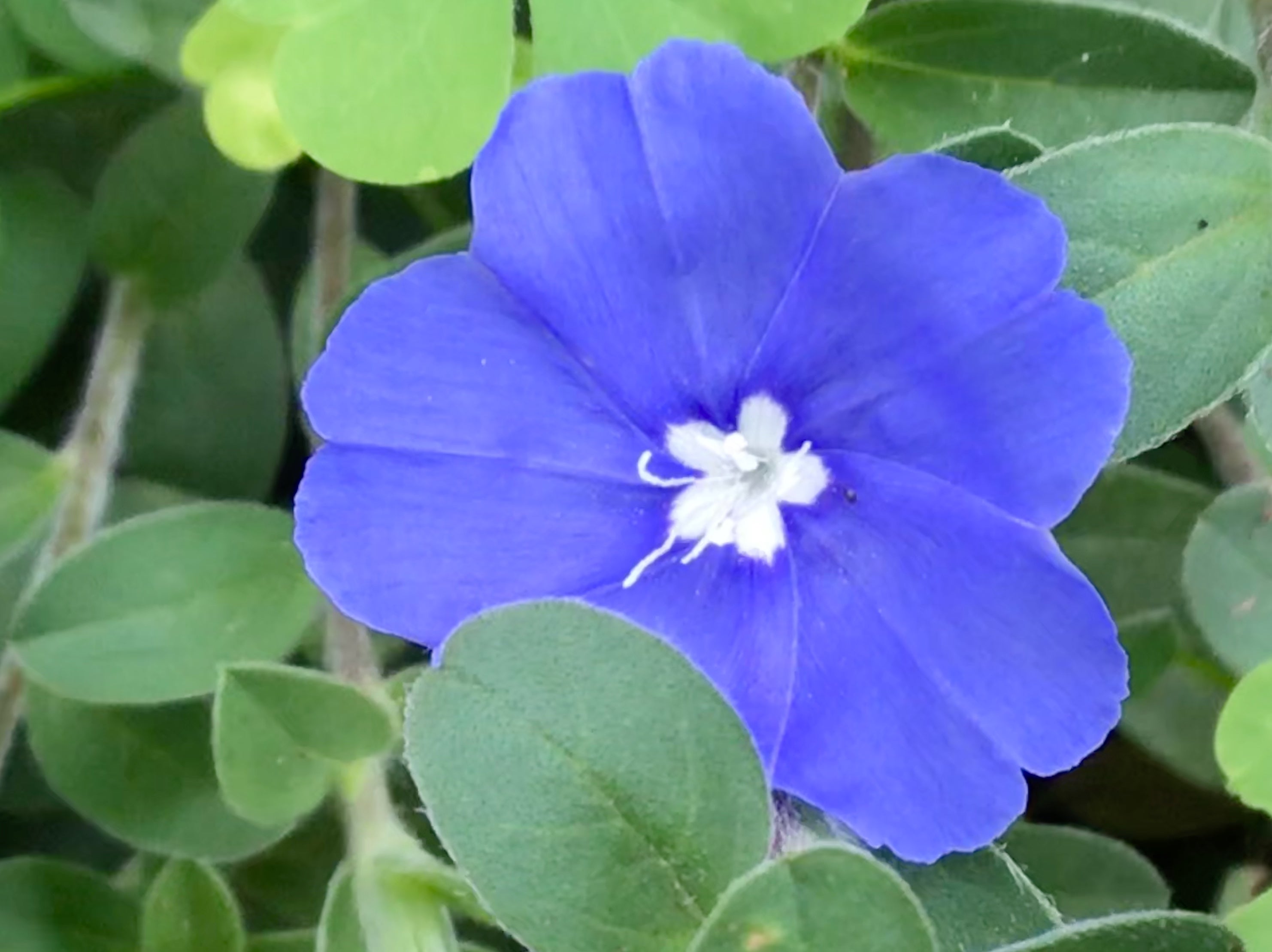 青い花 アメリカンブルー 初めての昆虫でした Love Rain3のブログ