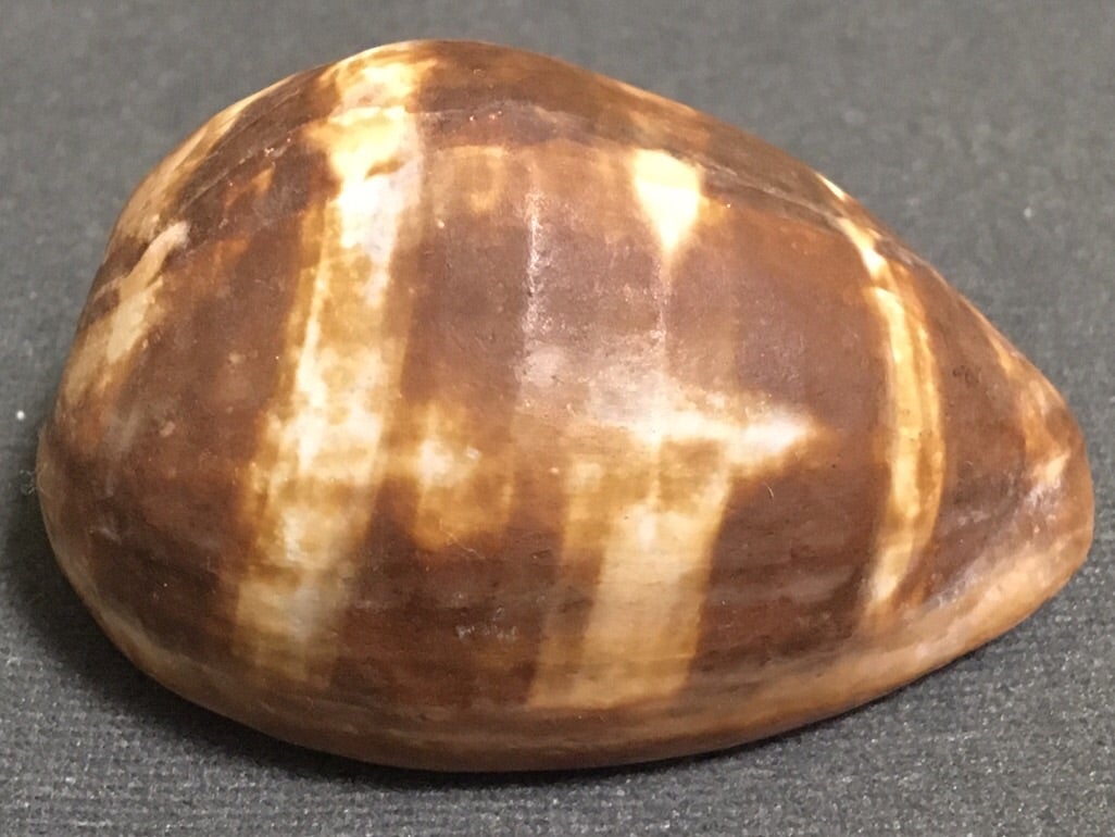 B.  ハチジョウダカラ  貝殻　タカラガイ科