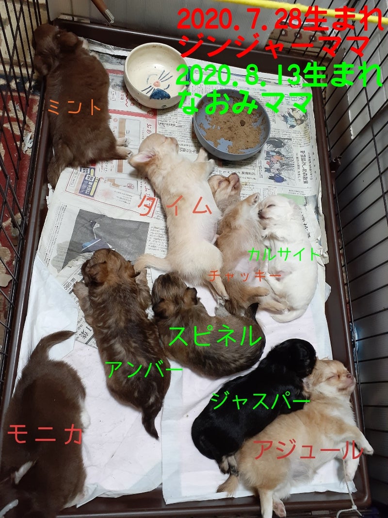 子犬保育園 ひまわりⅡのブログ