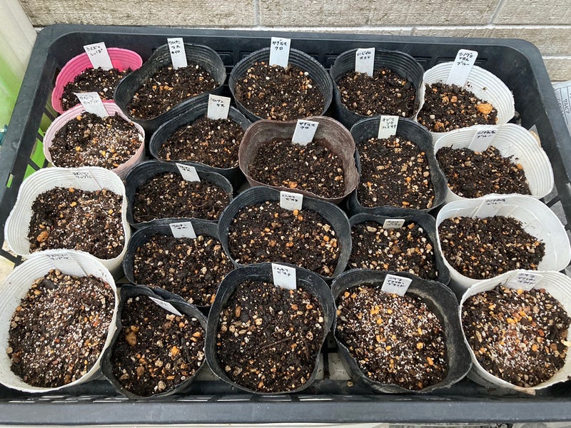 種まき スーパートレニア 零れ種のシノグロッサムのその後 Mina Garden7のブログ
