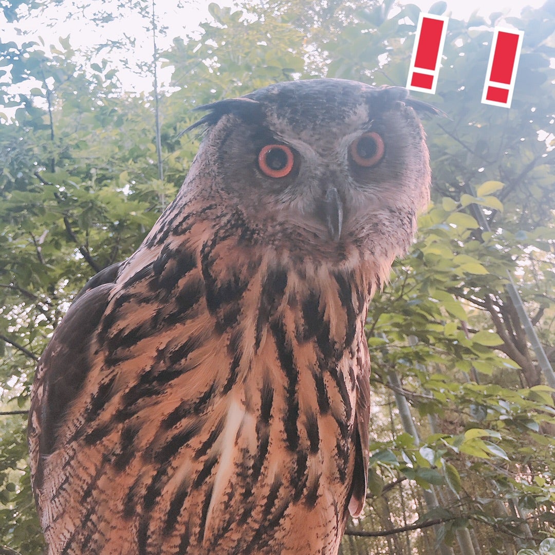 大型フクロウのトイレ問題解決 大型フクロウと田舎暮らし