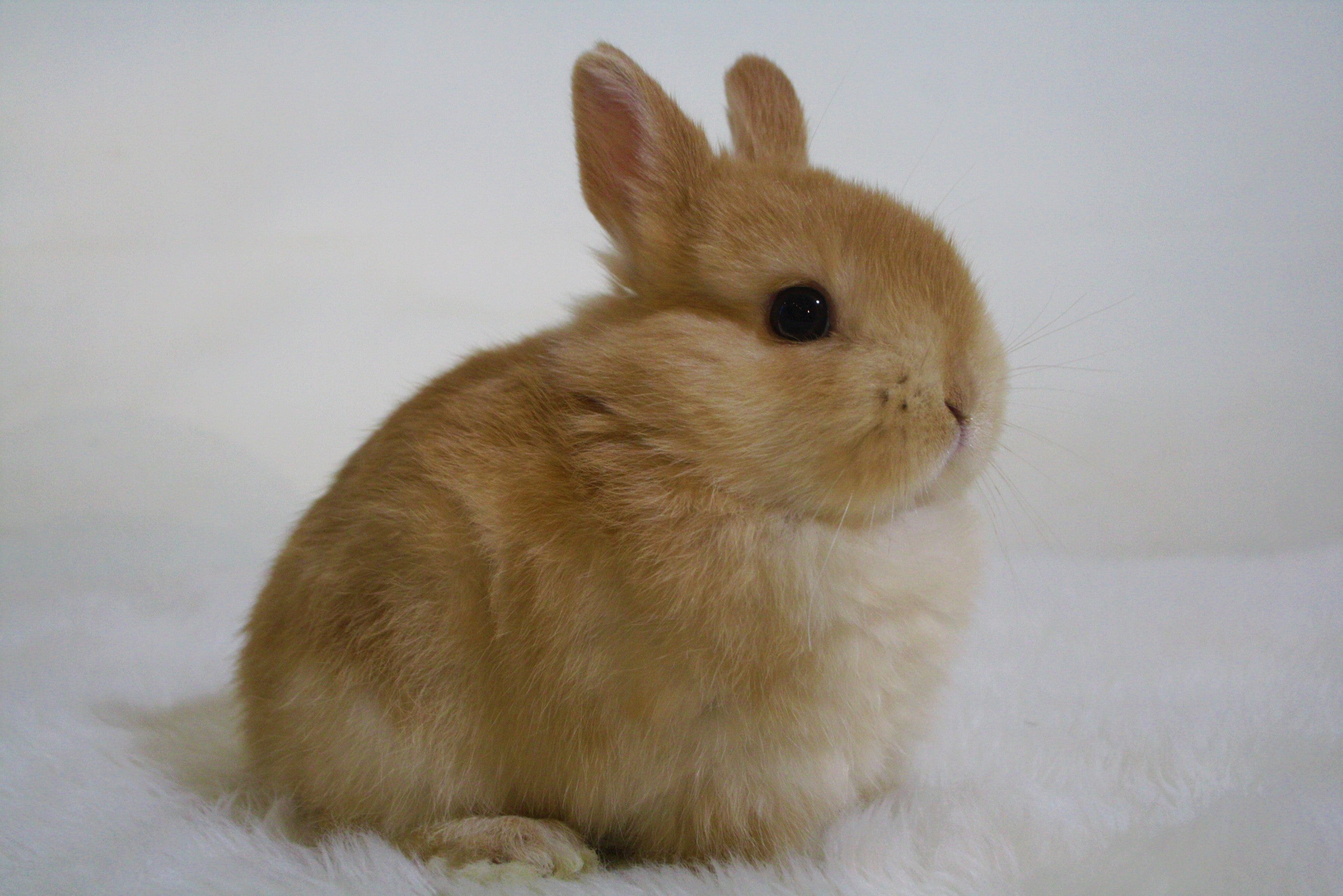 8羽の子ウサギがやって来ます！！ | 札幌のうさぎ専門店“mon Lapin”の 