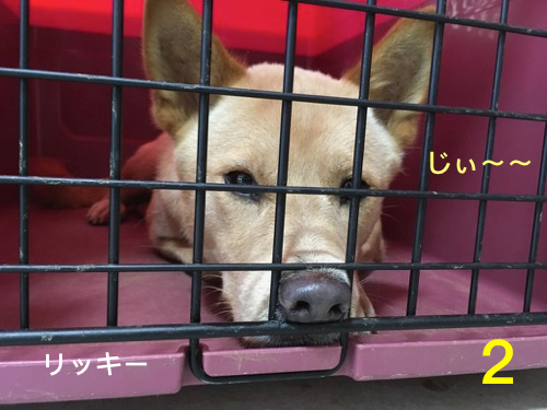 おもしろ犬選手権 公益財団法人 ヒューマニン財団活動blog
