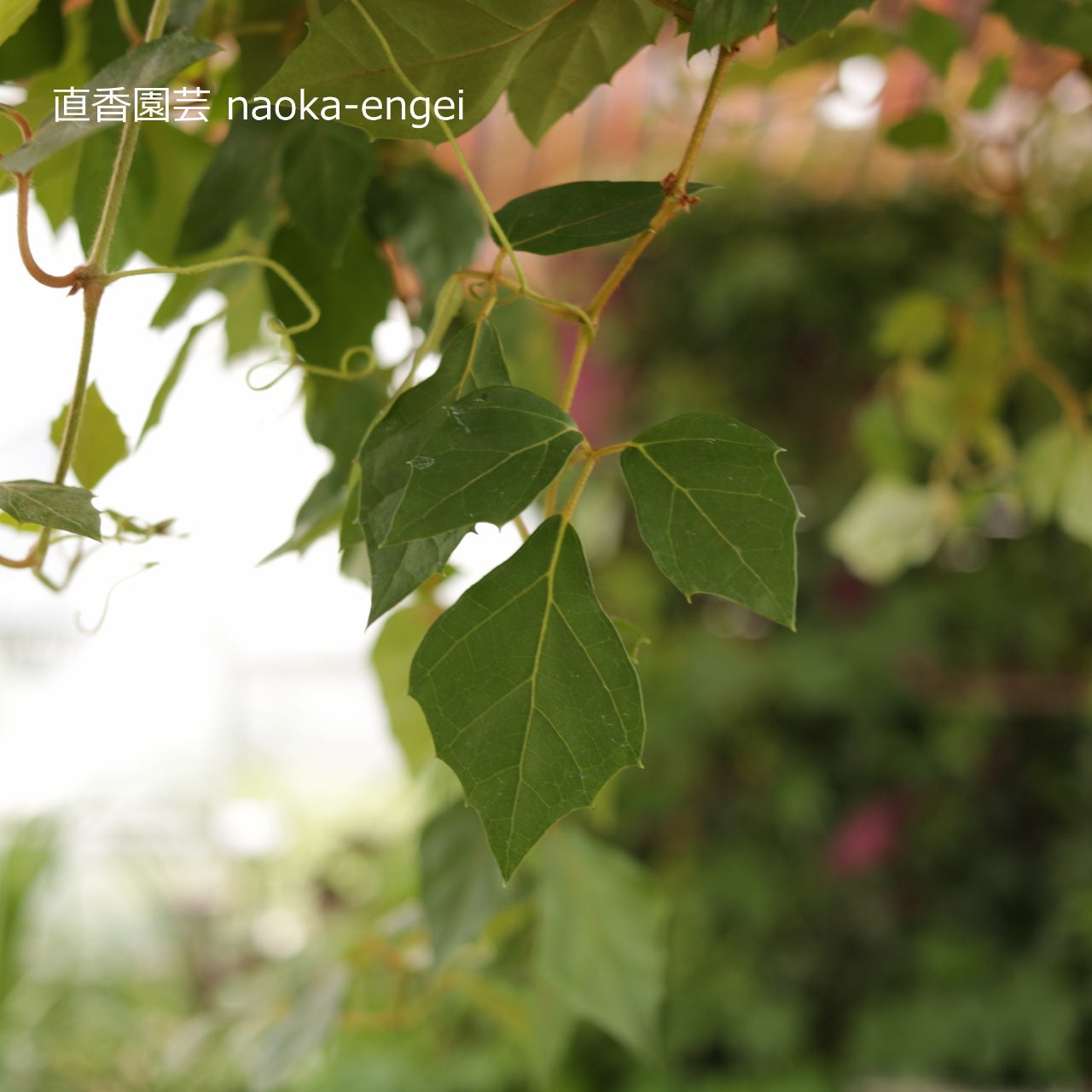 オシャレな観葉植物 グレープアイビー 販売 育て方 なおか園芸の日々